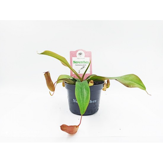Nepenthes Κανάτα σαρκοφάγο φυτό - 1 φυτό Nepenthes Κανάτα σαρκοφάγο φυτό - 1 φυτό