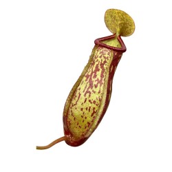 Nepenthes 'Gaya'- Σαρκοφάγο Φυτό