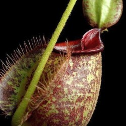 Νηπενθες/Nepenthes Κανάτα σαρκοφάγο φυτό 10 σπόροι