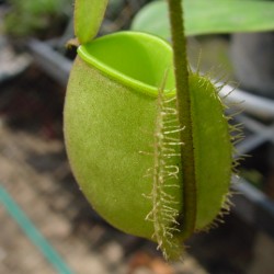 Νηπενθες/Nepenthes Κανάτα σαρκοφάγο φυτό 10 σπόροι