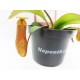 Nepenthes Κανάτα σαρκοφάγο φυτό - 1 φυτό Nepenthes Κανάτα σαρκοφάγο φυτό - 1 φυτό