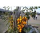 Nipple Fruit - Το στήθος της αγελάδας" (Solanum mammosum) 10 Σπόροι