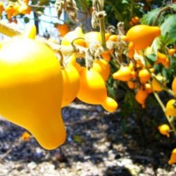 Nipple Fruit - Το στήθος της αγελάδας" (Solanum mammosum) 10 Σπόροι