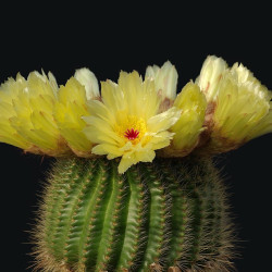 Κάκτος "Notocactus Leninghaushii" - 30 σπόροι