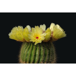 Κάκτος "Notocactus Leninghaushii" - 30 σπόροι