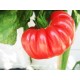 Ντομάτα Παραδοσιακή Brandywine Red 20 Σπόροι Ντομάτα Παραδοσιακή Brandywine Red 20 Σπόροι