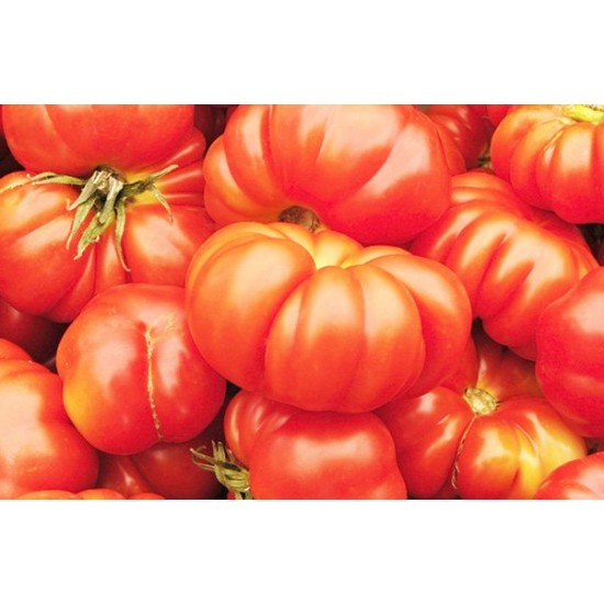 Ντομάτα Παραδοσιακή Brandywine Red 20 Σπόροι Ντομάτα Παραδοσιακή Brandywine Red 20 Σπόροι