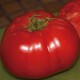 Ντομάτα Delicious Οργανική Τεράστιο Μέγεθος - 20 Σπόροι Ντομάτα Delicious Οργανική Τεράστιο Μέγεθος - 20 Σπόροι