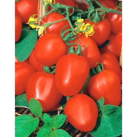 Ντομάτα Pomidor "Frodo" σπόροι 0,5g
