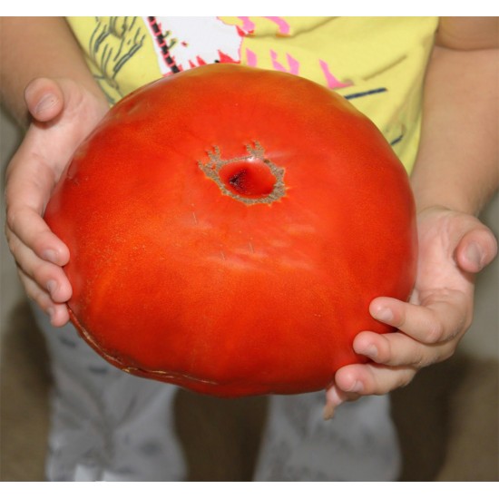 Πελώρια Κόκκινη Ντομάτα Red Giant 2 kg - 0,5γρ. Σπόροι Πελώρια Κόκκινη Ντομάτα Red Giant 2 kg - 0,5γρ. Σπόροι