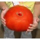 Πελώρια Κόκκινη Ντομάτα Red Giant 2 kg - 0,5γρ. Σπόροι Πελώρια Κόκκινη Ντομάτα Red Giant 2 kg - 0,5γρ. Σπόροι