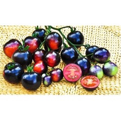 Ντομάτα Μικρή Indigo Rose 10 Σπόροι