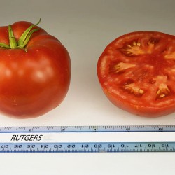 Ντομάτα  Κόκκινη Rutgers - 10 Σπόροι