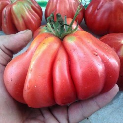 Ντομάτα Sharpei Κόκκινη - 10 Σπόροι