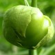 Ντομάτα Φυσαλίδα - Πράσινη 20 σπόροι  
