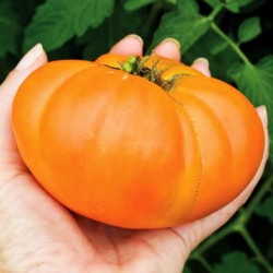 Ντομάτα Kellog's Breakfast ''Orange giant'' - 15 σπόροι