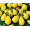 Ντομάτα Κίτρινη (Yellow Pear/Cherry Bell) 30 Σπόροι