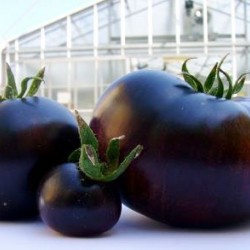Ντομάτα Μαύρη Brandywine Black Οργανική Παραδοσιακή 10 Σπόροι
