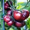 Ντομάτα Μαύρη Brandywine Black Οργανική Παραδοσιακή 10 Σπόροι