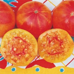 Οργανική Παραδοσιακή Ντομάτα μεγάλη Pineapple 25 σπόροι