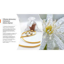 Μπομπονιέρα Γάμου με Πύλινο Γλαστράκι και Χρυσή Κορδέλα