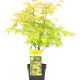 Acer Palmatum Orange Dream 1 Δεντράκι 40-50 εκ. Acer Palmatum Orange Dream 1 Δεντράκι 40-50 εκ.