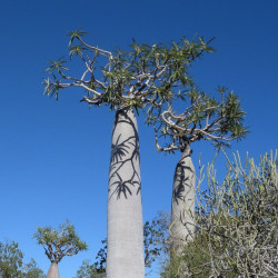 Κάκτος (Pachypodium geayi) - 10 σπόροι