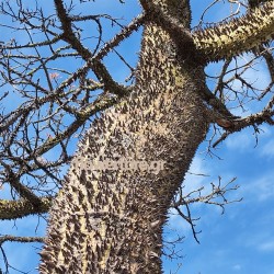 Δέντρο με Αγκάθια Στον Κορμό - Pachira quinata - 6 Σπόροι