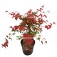 Acer Palmatum "Beni Maiko" Acer Palmatum "Beni Maiko"