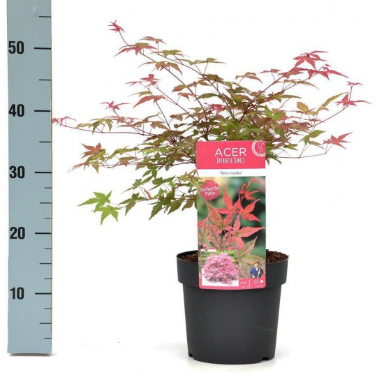 Acer Palmatum "Beni Maiko" Acer Palmatum "Beni Maiko"