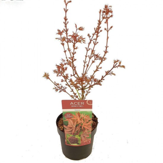 Acer Palmatum "Shaina" Acer Palmatum "Shaina"