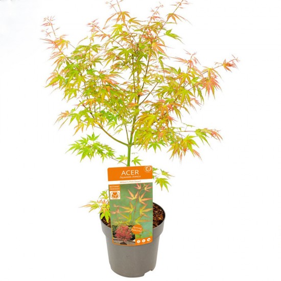 Acer Palmatum "Wilson's Pink Dwarf''