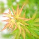 Acer Palmatum "Wilson's Pink Dwarf''