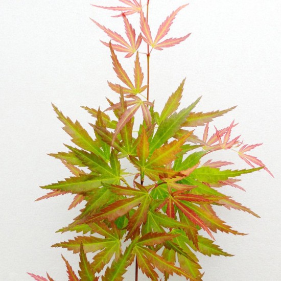 Acer Palmatum "Wilson's Pink Dwarf''