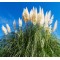 Pampas grass λευκό (γυνέριο) αγορά - 20 σπόροι