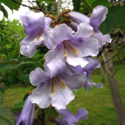 Παυλώνια / Paulownia Kawakamii - 200+ σπόροι