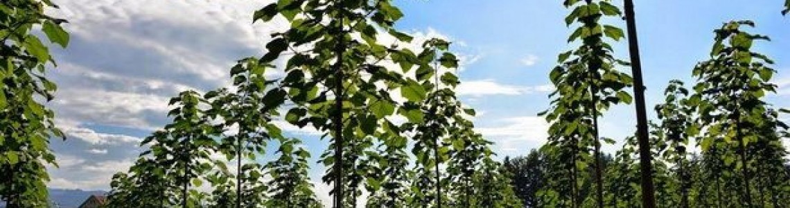 Παυλώνια Δέντρο Πριγκίπισσα ή απλά το Γρηγορότερο Δέντρο Στον Κόσμο! Παυλώνια Δέντρο Πριγκίπισσα ή απλά το Γρηγορότερο Δέντρο Στον Κόσμο!