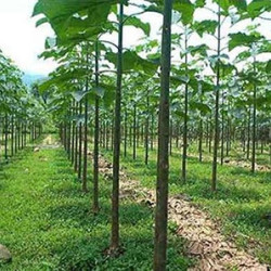 Παυλώνια / Παουλόβνια (Paulownia catalpifolia) - 500 σπόροι
