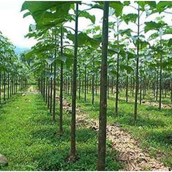 Παυλώνια / Παουλόβνια (Paulownia catalpifolia) - 500 σπόροι