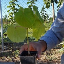 Παυλώνια / Paulownia Kawakamii - 200+ σπόροι