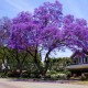 Παυλώνια / Παουλόβνια (Paulownia catalpifolia) - 500 σπόροι