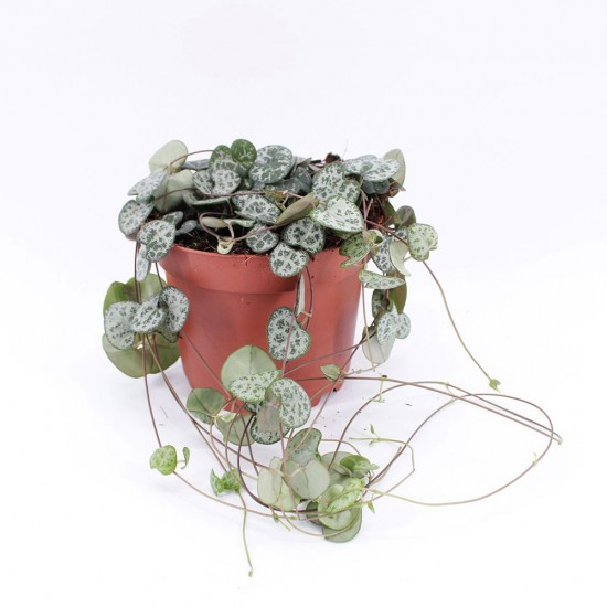 Ceropegia woodii ''String of Hearts''- Kρεμαστό Φυτό