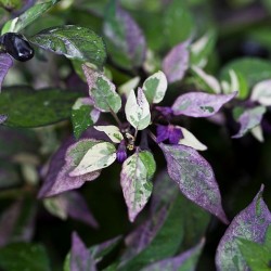 Καυτερή Πιπεριά "Catcher of Dreams" - 15 σπόροι