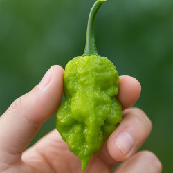 Καυτερή Πιπεριά "Gator" - 10 σπόροι