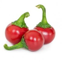Καυτερή πιπεριά "Red Coral"- Capsicum annuum 0.2g σπόροι