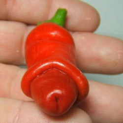Πιπεριά "Peter Pepper" - Έτοιμο φυτό 15 εκ.