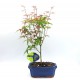 Acer Palmatum Phoenix - 1 δεντράκι 35 εκ Acer Palmatum Phoenix - 1 δεντράκι 35 εκ