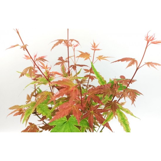 Acer Palmatum Phoenix - 1 δεντράκι 35 εκ Acer Palmatum Phoenix - 1 δεντράκι 35 εκ