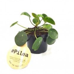 Το Φυτό της Τύχης Pilea Peperomioides
