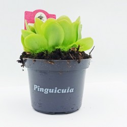 Pinguicula - Πινγουικούλα Σαρκοφάγο φυτό